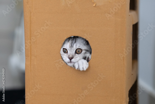 A little cat head is hiding inside the cardbord box photo