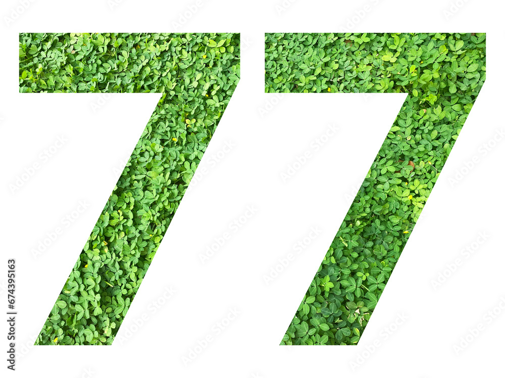 The shape of the number 77 is made of green grass isolated on transparent background. Go green concept. The shape of the number 77 is made of green grass isolated on transparent background. Go green concept.