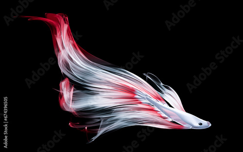 White fighting fish, long f...