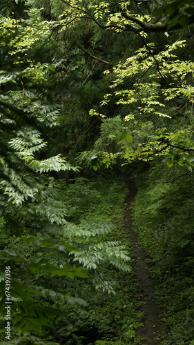 in the deep forest