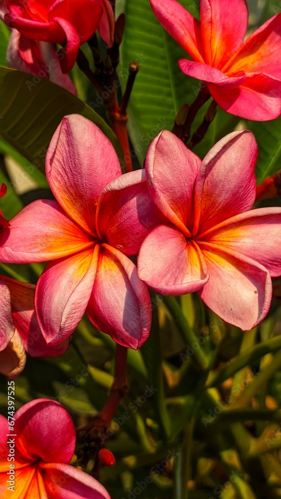 red frangipani flowers