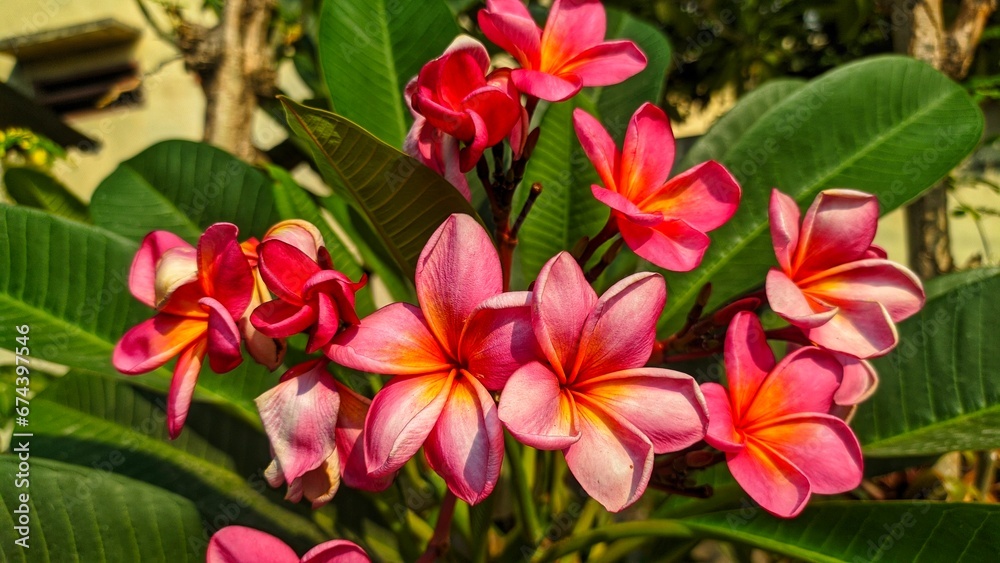 red frangipani flowers red frangipani flowers