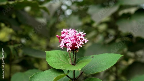 Clerodendrum bungei pink flower in botanical garden. Rose Glory Bower close up photo