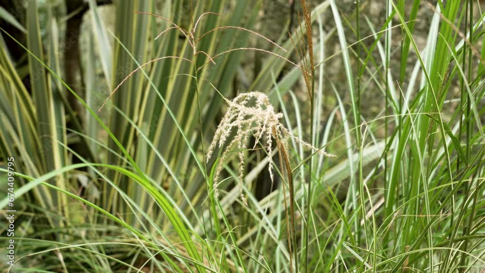 Japanese silver grass in Spanish botanical garden. Autumnal flowering plant Japanese silver grass in Spanish botanical garden. Autumnal flowering plant