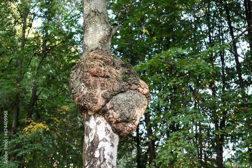 Inonotus obliquus or Huge Chaga mushroom on trunk birch tree. Alternative medicine. Chaga is grated into a fine powder and used to brew a beverage resembling coffee or tea
