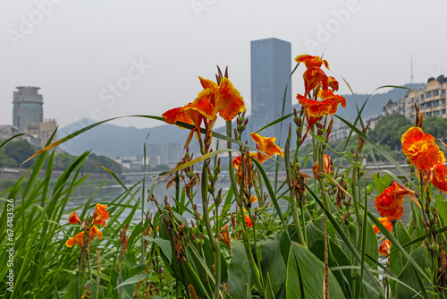 Cane with orange flowers on the river bank in Zhuji, Zhejiang, China photo