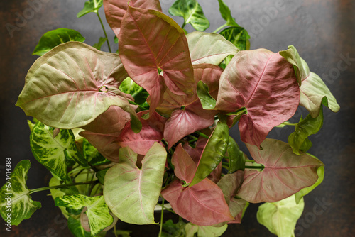 Syngonium Red Heart Plant with Pink Leaves photo