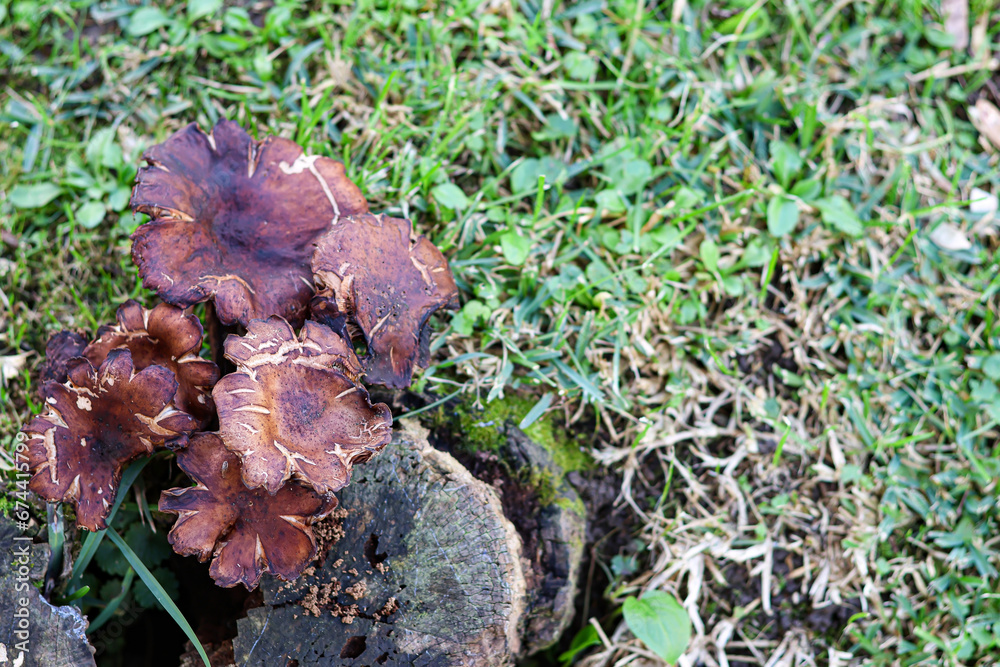 Fungi on the trunk of a tree Fungi on the trunk of a tree