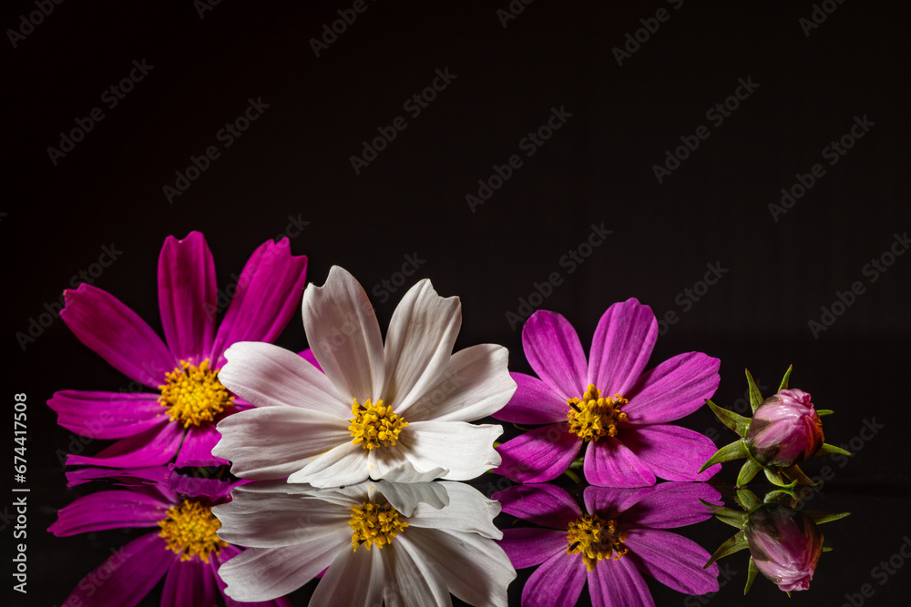 Obraz premium purple and white flowers