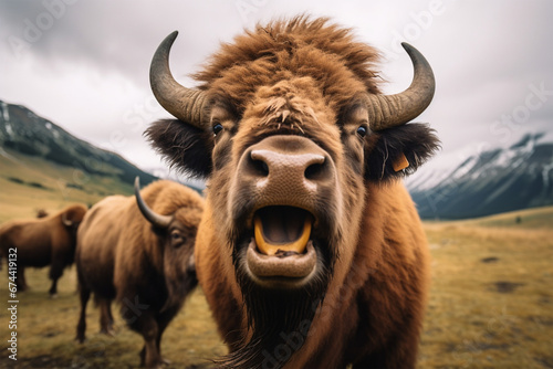 a bison is laughing