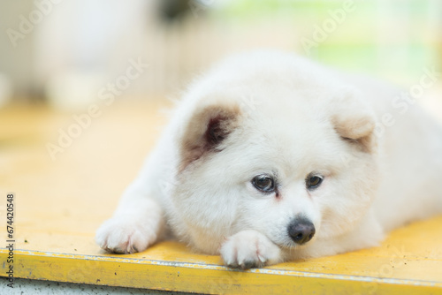 dog sleeping on ground with blur background