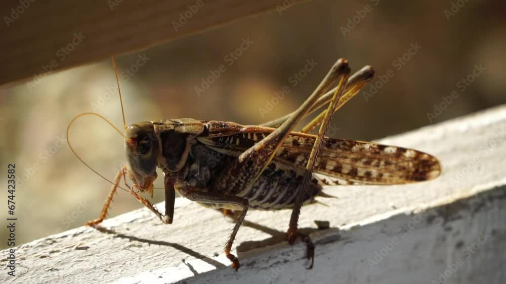 Close up of grasshopper on white wooden board. Slow motion