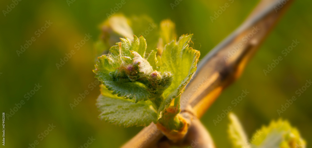 Weinberge Reben Blüte Weinberge Reben Blüte