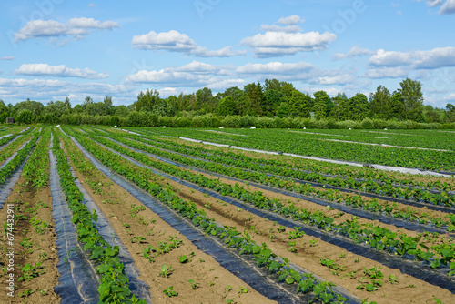 Fotografie Young fresh cucumber plantation, cultivation of cucumbers in fields, growing org