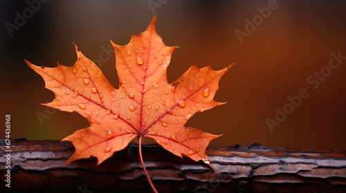 portrait of a maple leaf, beautifully capturing the essence of November