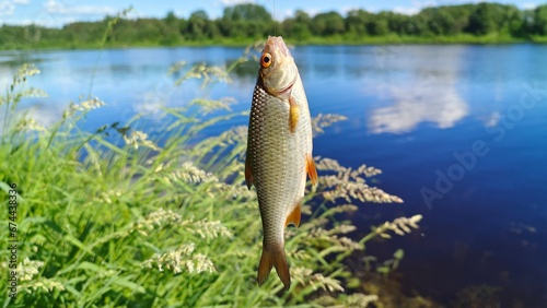 A roach caught by a fisherman by the lip hangs on a metal hook tied to the line. The river has grassy banks. There are bushes and trees growing on the far bank. Sunny summer weather