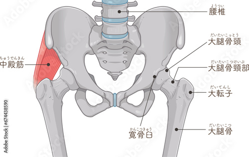 中殿筋、gluteus medius、股関節、大腿骨、骨盤、筋肉、イラスト、illustration