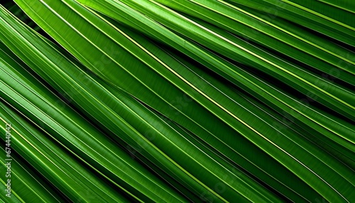 Texture de fond de feuille de forêt tropicale verte © Mykmicky