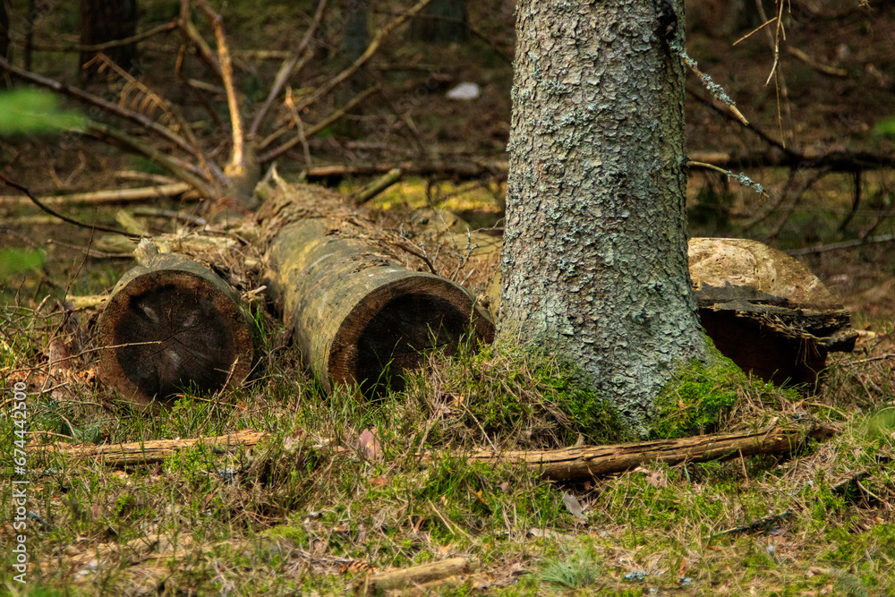 Obraz premium old stumps in the forest