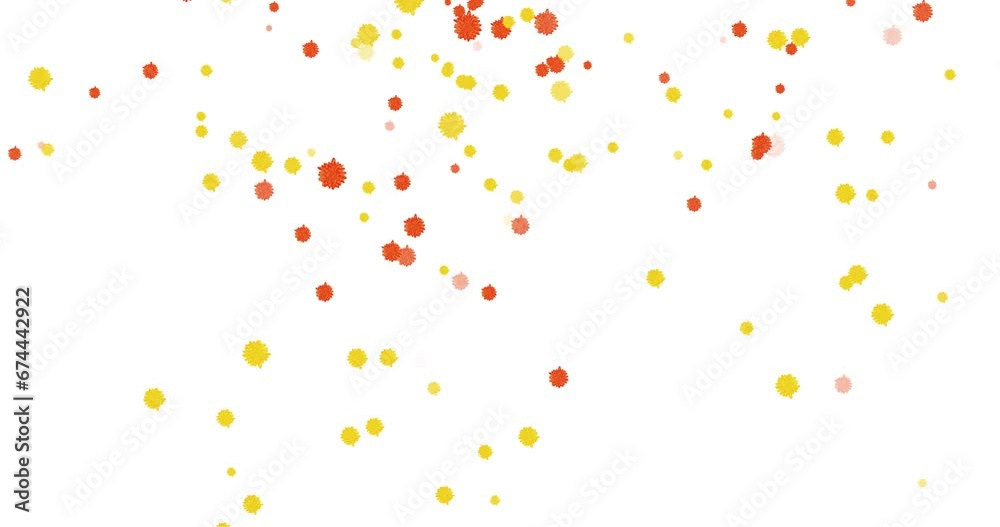 4k  falling marigold flowers on white backround