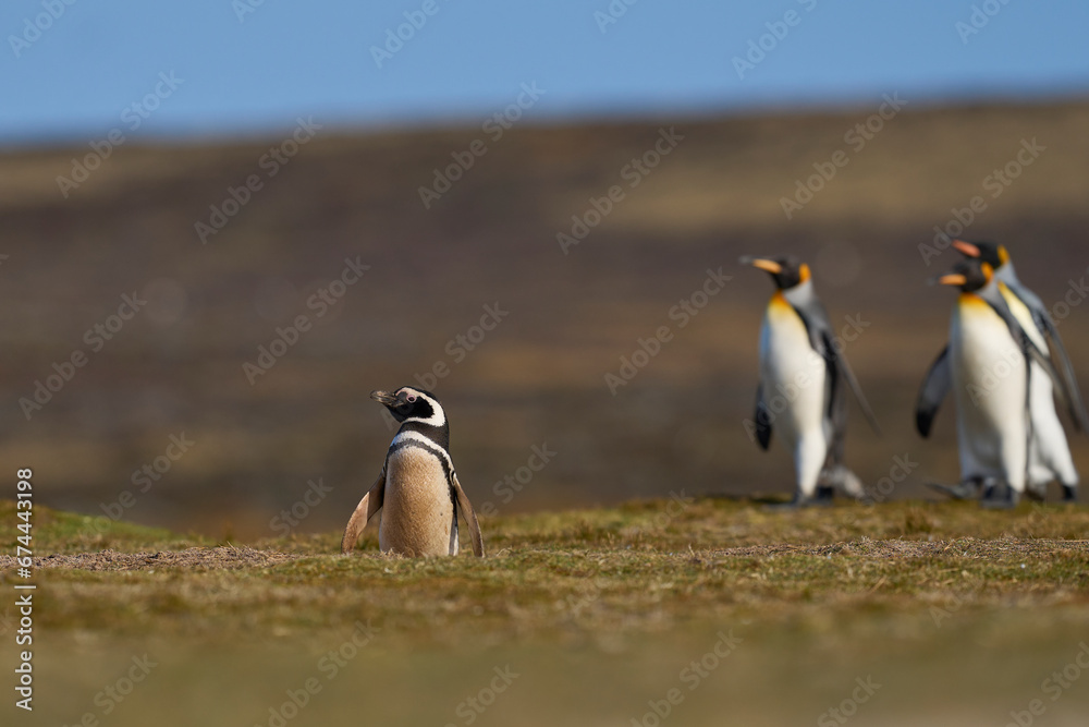 Naklejka premium King Penguins (Aptenodytes patagonicus) walking across grassland containing a colony of Magellanic Penguins (Spheniscus magellanicus) at Volunteer Point in the Falkland Islands.