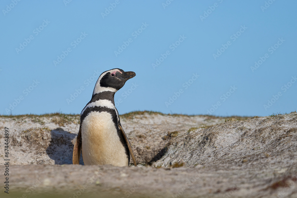 Obraz premium Magellanic Penguin (Spheniscus magellanicus) standing on grassland near its burrow at Volunteer Point in the Falkland Islands.