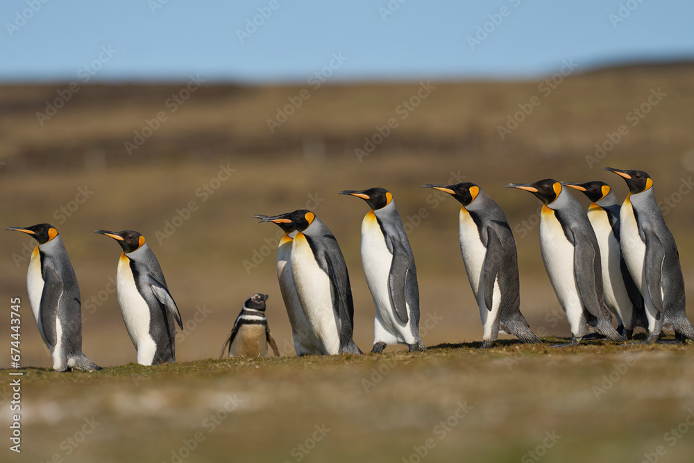 Obraz premium King Penguins (Aptenodytes patagonicus) walking across grassland containing a colony of Magellanic Penguins (Spheniscus magellanicus) at Volunteer Point in the Falkland Islands.