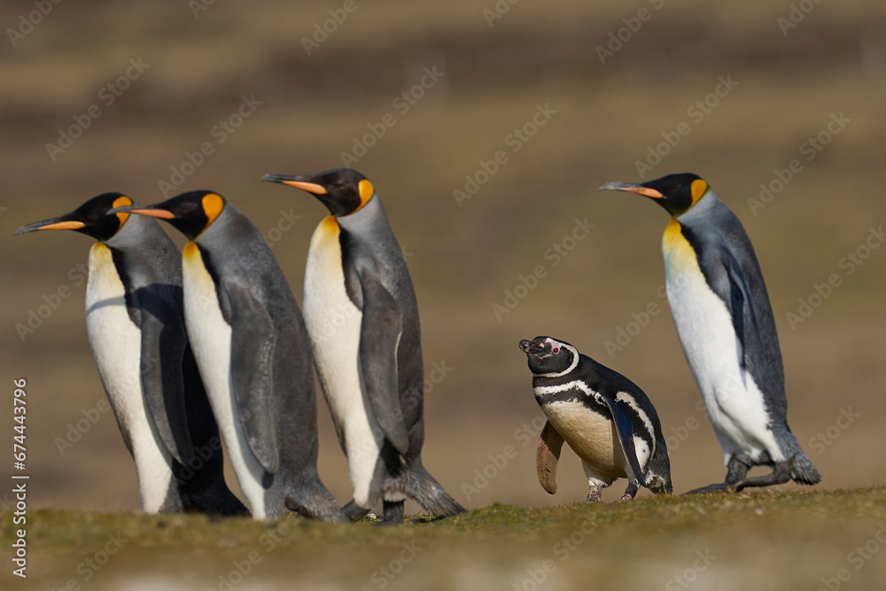 Fototapeta premium King Penguins (Aptenodytes patagonicus) walking across grassland containing a colony of Magellanic Penguins (Spheniscus magellanicus) at Volunteer Point in the Falkland Islands.