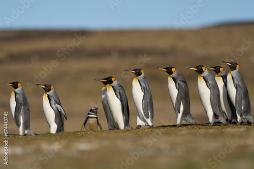 King Penguins  Aptenodytes patagonicus  walking across grassland containing a colony of Magellanic Penguins  Spheniscus magellanicus  at Volunteer Point in the Falkland Islands.