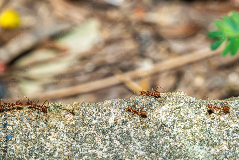 Many red ants are walking around to find food. Many red ants are walking around to find food.