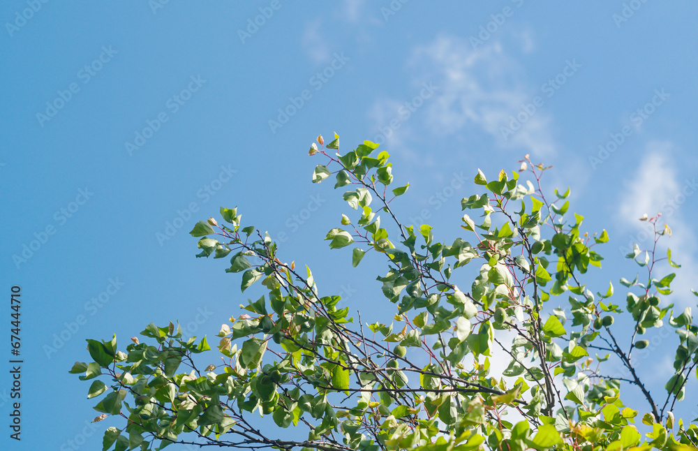 An unripe green apricot on a tree branch An unripe green apricot on a tree branch