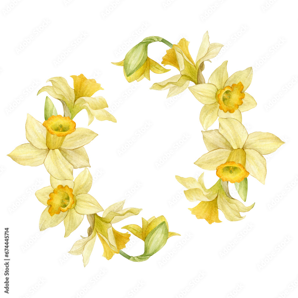 Watercolor hand drawn spring wreath of yellow daffodils. Botanical illustration of daffodils for typography, prints and your design.