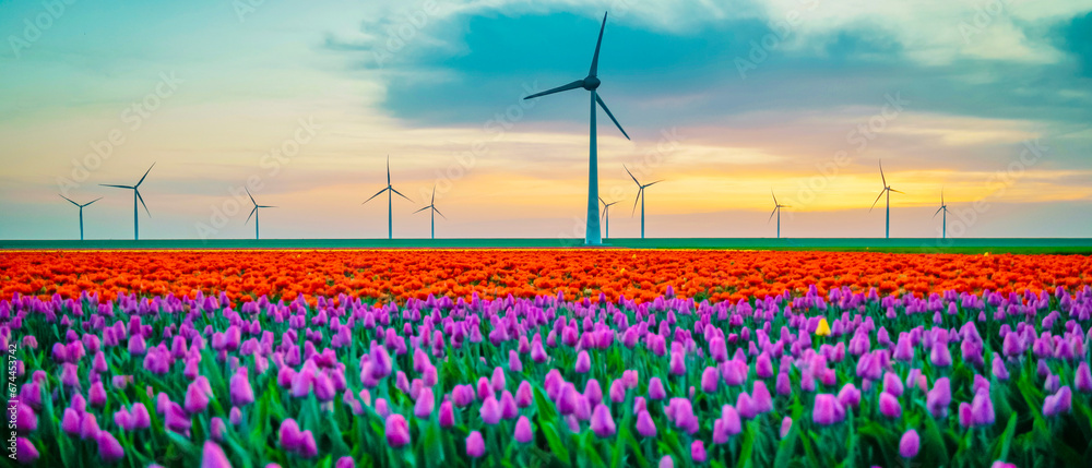 Windmill Park at sunset with a field of tulip flowers in the Netherlands Europe, windmill turbines in Flevoland Netherlands