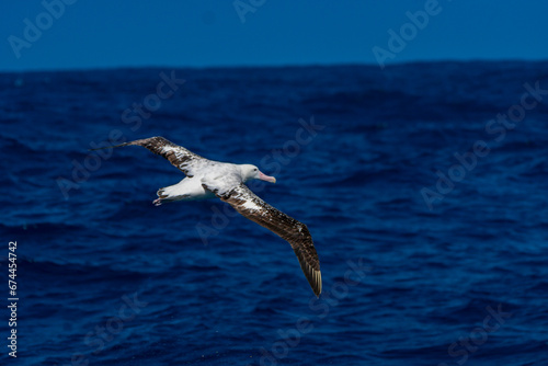 ワタリアホウドリ　サウスジョージア海上 © shota