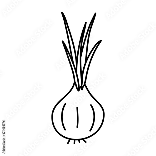 Doodle picture of onion. Hand drawn vector illustration. © Anastasiya