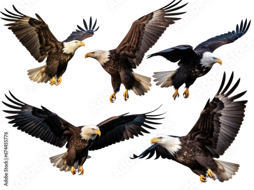 Bald Eagle in various flight positions, isolated on transparent background  © Denis