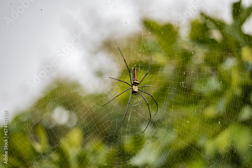 giant golden orb weaver spider or nephila pilipes on its spider net waiting for prey. It is found commonly in all over asia. photo