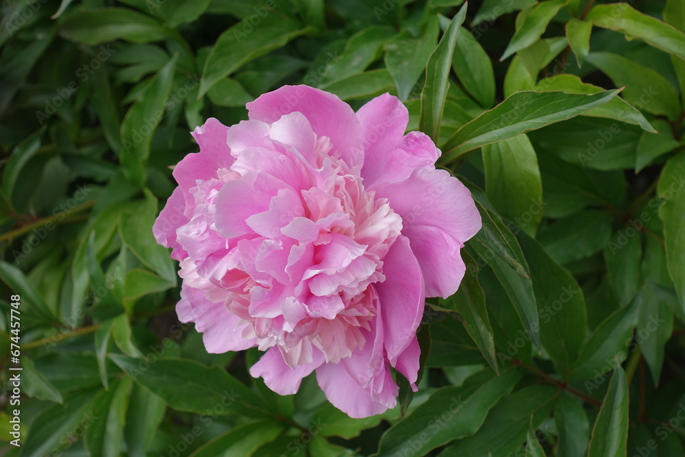 Close shot of one pink flower of common peony in May
