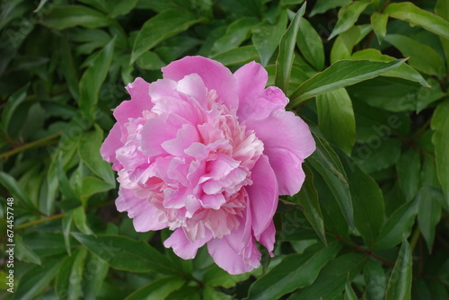 Close shot of one pink flower of common peony in May