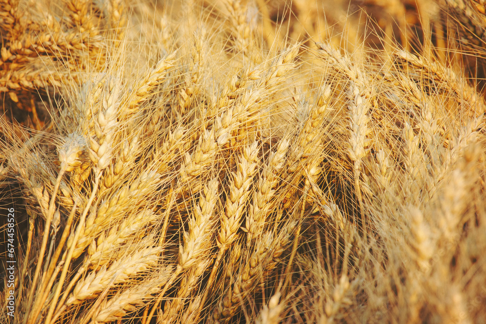 Fototapeta premium Wheat in the field