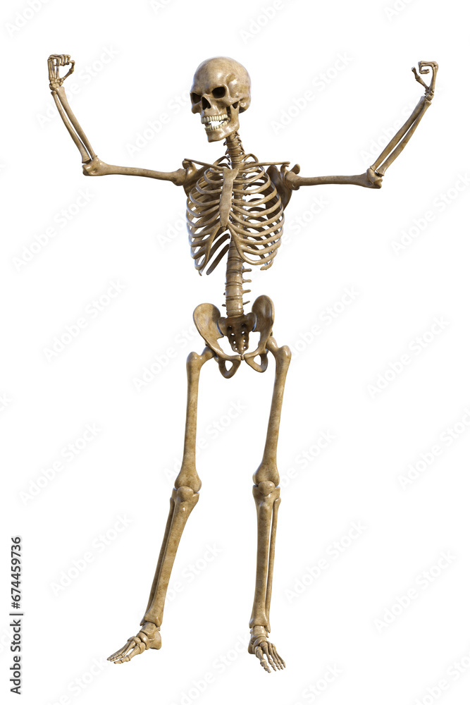 Human skeleton on transparent background, 3d render Human skeleton on transparent background, 3d render