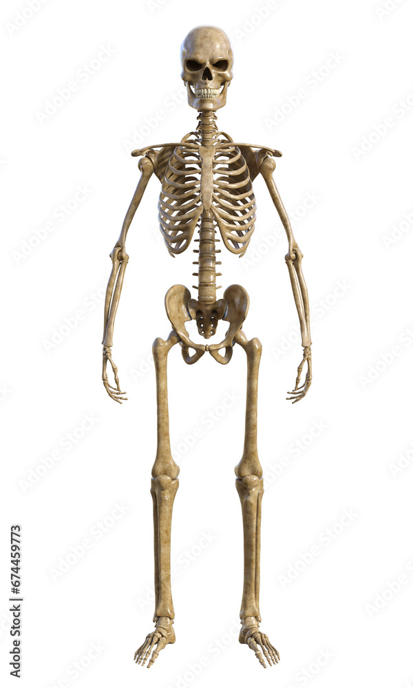 Human skeleton on transparent background, 3d render Human skeleton on transparent background, 3d render