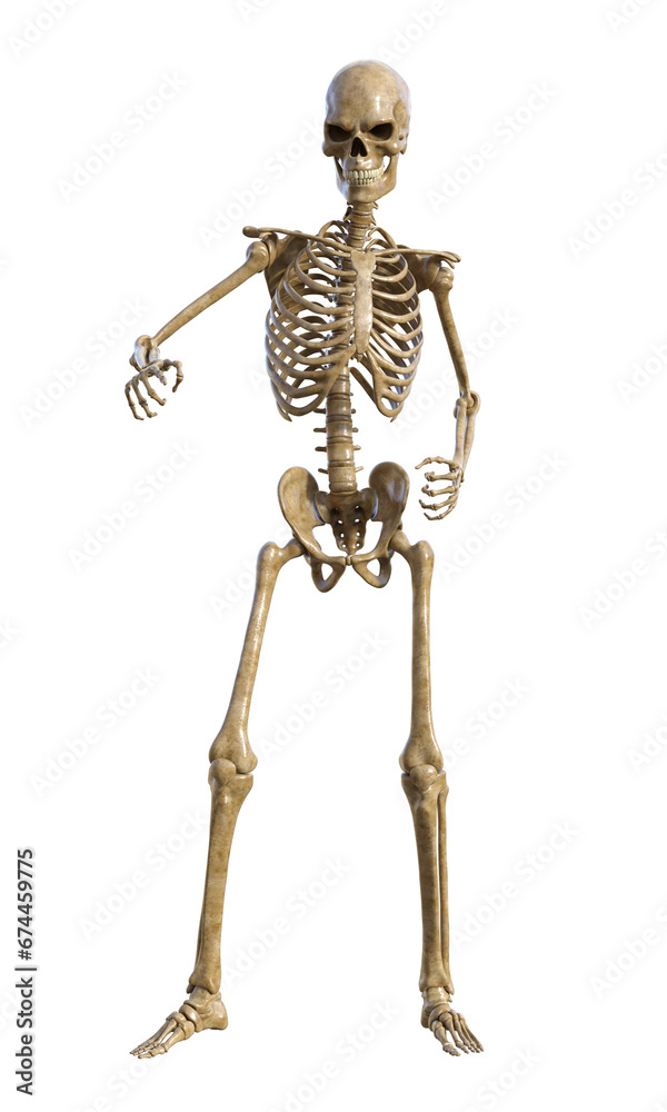 Human skeleton on transparent background, 3d render Human skeleton on transparent background, 3d render