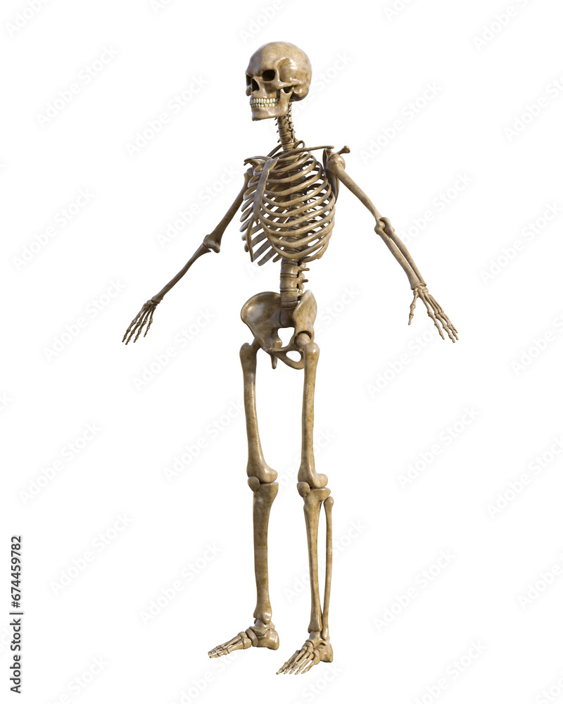Human skeleton on transparent background, 3d render Human skeleton on transparent background, 3d render
