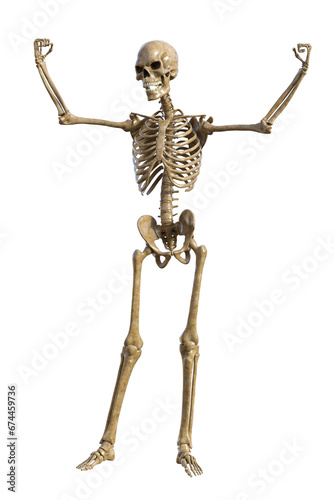 Human skeleton on transparent background, 3d render © Totomonk