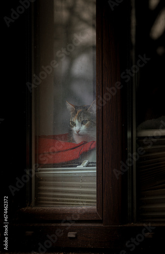 cat on window,sad old bored cat behind the glass of a window dirty from traffic