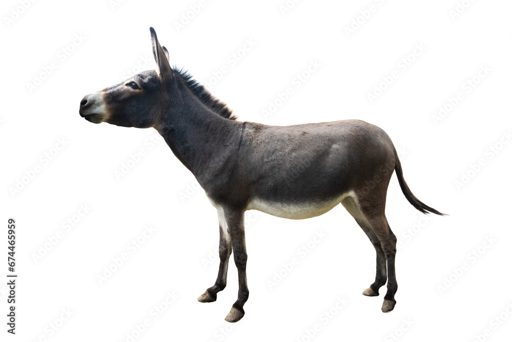 Somali donkey isolated on white background Somali donkey isolated on white background