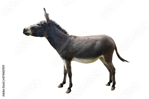 Somali donkey isolated on white background © fotomaster