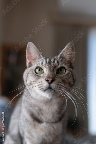 猫の視線　サバトラ猫