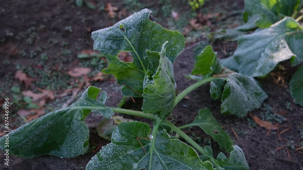 Moving camera away from cabbage plant covered in frost and limping down from cold while growing vegetable in back yard garden. Moving camera away from cabbage plant covered in frost and limping down from cold while growing vegetable in back yard garden.